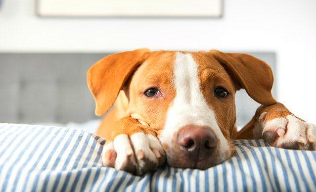 Hladno stiskana pasja hrana v praksi