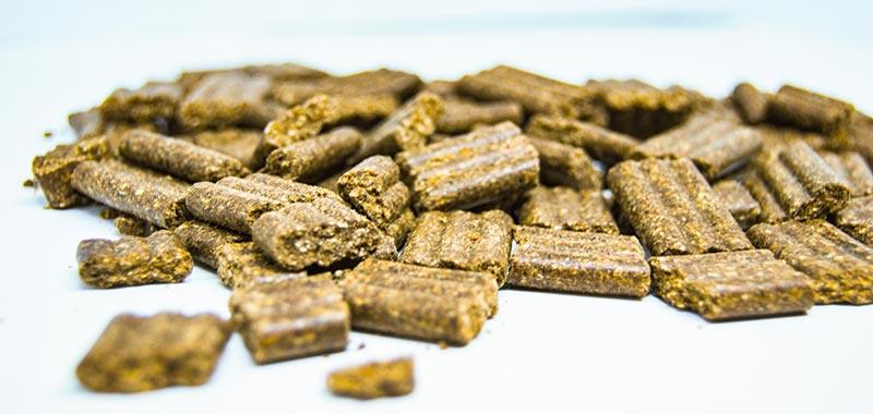 Hladno stiskana pasja hrana v praksi